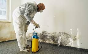 Arlington Heights, IL Mold Removal Company